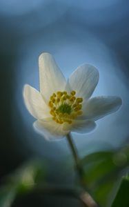 Preview wallpaper anemone, flower, white, macro, blur