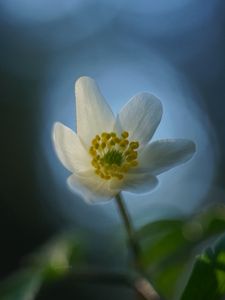 Preview wallpaper anemone, flower, white, macro, blur