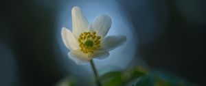 Preview wallpaper anemone, flower, white, macro, blur