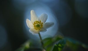 Preview wallpaper anemone, flower, white, macro, blur