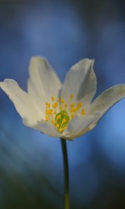 Preview wallpaper anemone, flower, white, macro