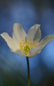 Preview wallpaper anemone, flower, white, macro