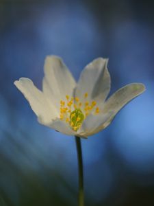 Preview wallpaper anemone, flower, white, macro