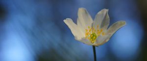 Preview wallpaper anemone, flower, white, macro