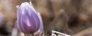 Preview wallpaper anemone, flowers, buds, spring, purple