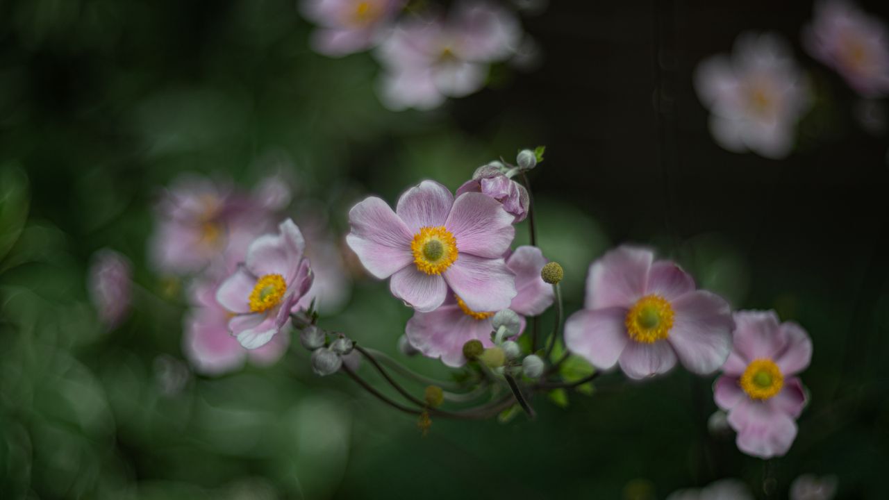 Wallpaper anemone, flowers, petals, blur, purple