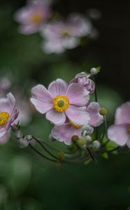 Preview wallpaper anemone, flowers, petals, blur, purple