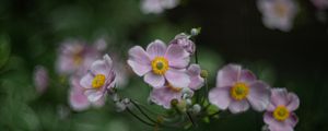 Preview wallpaper anemone, flowers, petals, blur, purple