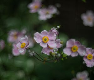 Preview wallpaper anemone, flowers, petals, blur, purple