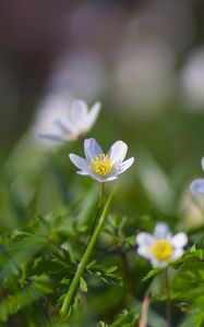 Preview wallpaper anemone, flowers, petals, grass, spring