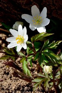 Preview wallpaper anemone, flowers, small, soil