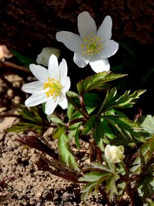 Preview wallpaper anemone, flowers, small, soil