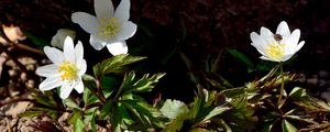 Preview wallpaper anemone, flowers, small, soil