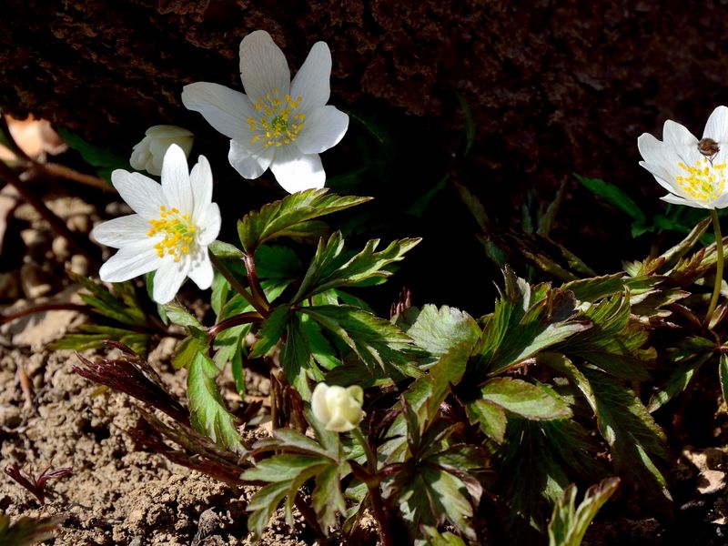 Download Wallpaper 800x600 Anemone Flowers Small Soil Pocket Pc Pda Hd Background