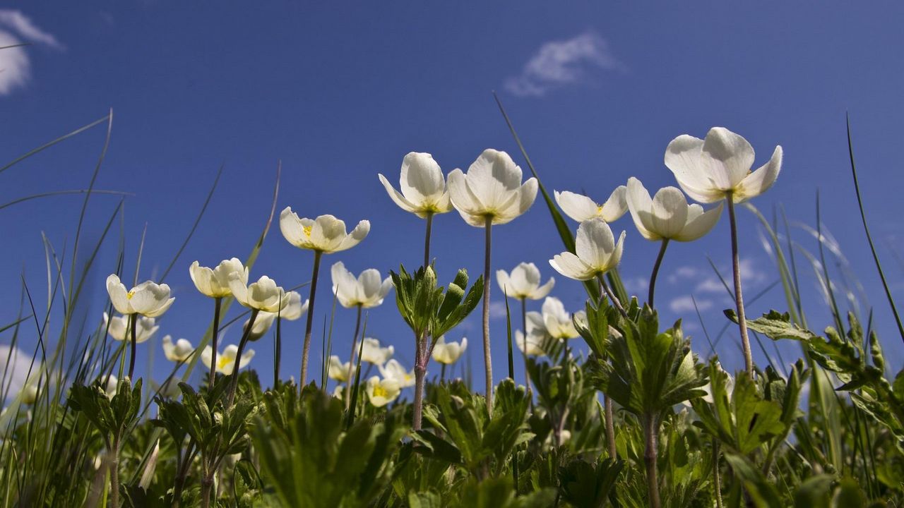 Wallpaper anemone, flowers, white, field, sky, grass
