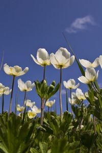 Preview wallpaper anemone, flowers, white, field, sky, grass