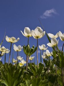 Preview wallpaper anemone, flowers, white, field, sky, grass