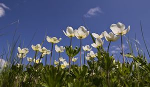 Preview wallpaper anemone, flowers, white, field, sky, grass