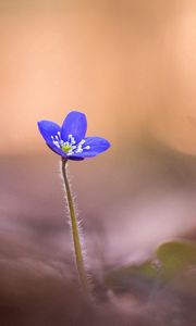 Preview wallpaper anemone hepatica, flower, blur, macro, petals