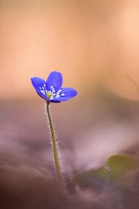 Preview wallpaper anemone hepatica, flower, blur, macro, petals