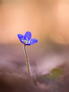 Preview wallpaper anemone hepatica, flower, blur, macro, petals