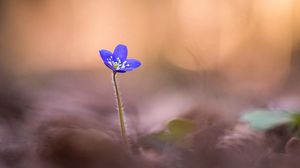 Preview wallpaper anemone hepatica, flower, blur, macro, petals