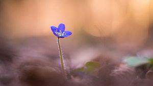 Preview wallpaper anemone hepatica, flower, blur, macro, petals