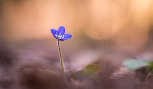 Preview wallpaper anemone hepatica, flower, blur, macro, petals