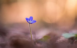 Preview wallpaper anemone hepatica, flower, blur, macro, petals