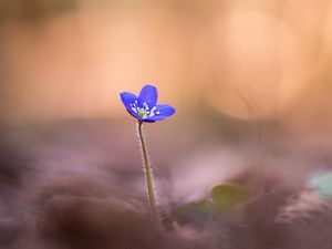 Preview wallpaper anemone hepatica, flower, blur, macro, petals