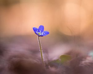 Preview wallpaper anemone hepatica, flower, blur, macro, petals