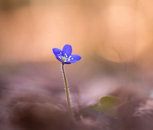 Preview wallpaper anemone hepatica, flower, blur, macro, petals