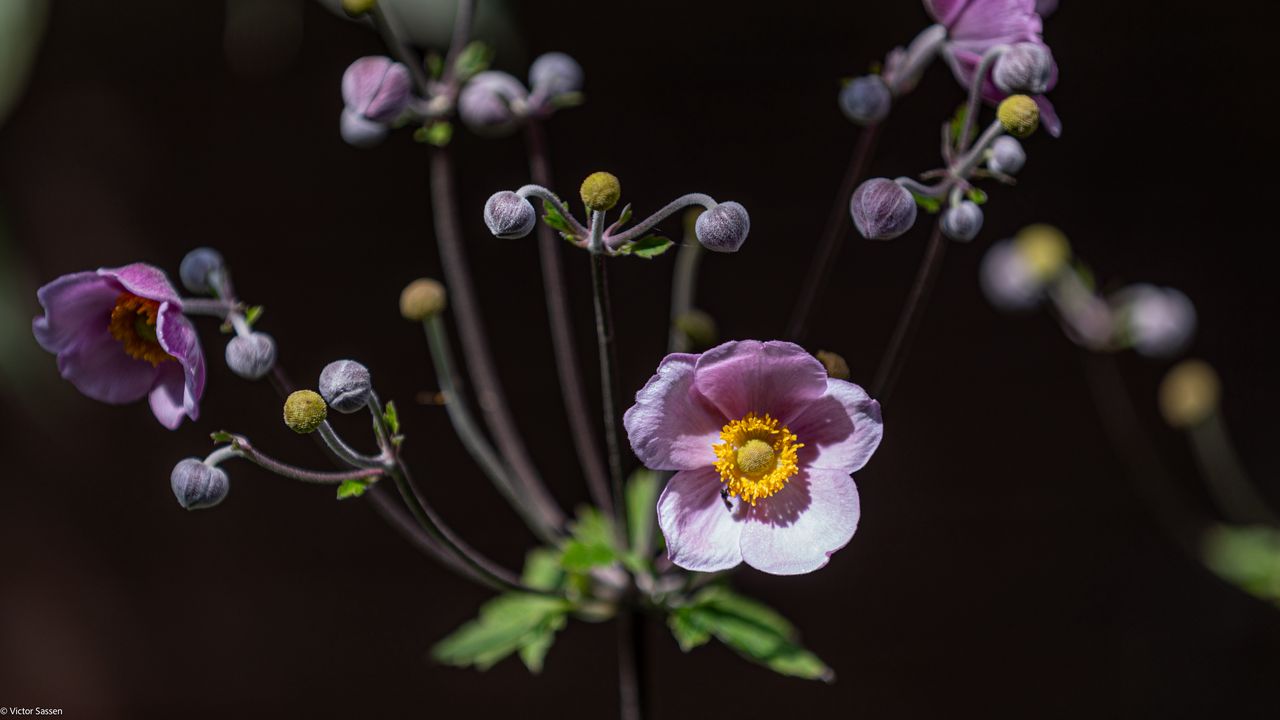 Wallpaper anemone, petals, flower, buds, purple