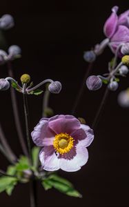 Preview wallpaper anemone, petals, flower, buds, purple