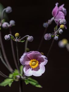 Preview wallpaper anemone, petals, flower, buds, purple