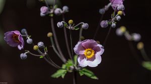Preview wallpaper anemone, petals, flower, buds, purple