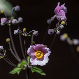 Preview wallpaper anemone, petals, flower, buds, purple