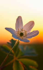 Preview wallpaper anemone, petals, flower, macro, blur