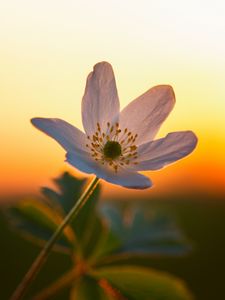 Preview wallpaper anemone, petals, flower, macro, blur