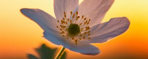 Preview wallpaper anemone, petals, flower, macro, blur