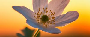 Preview wallpaper anemone, petals, flower, macro, blur