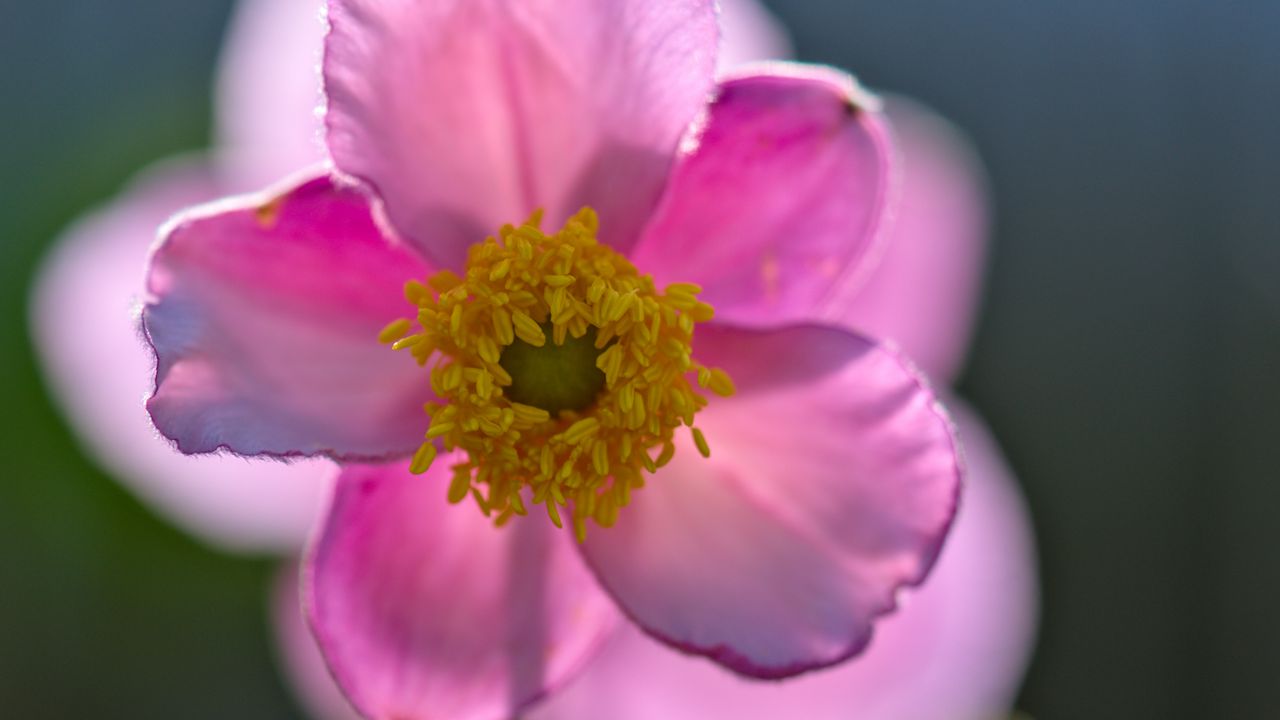 Wallpaper anemone, petals, flower, macro, spring, pink