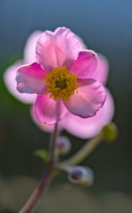 Preview wallpaper anemone, petals, flower, macro, spring, pink