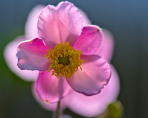 Preview wallpaper anemone, petals, flower, macro, spring, pink