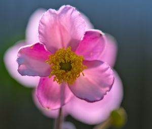 Preview wallpaper anemone, petals, flower, macro, spring, pink