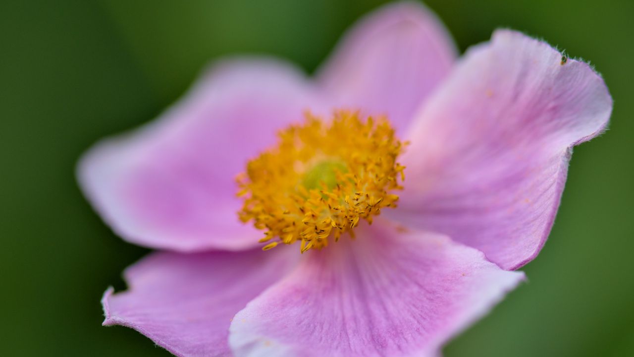 Wallpaper anemone, petals, flower, macro, spring, pink, pollen