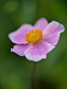 Preview wallpaper anemone, petals, flower, macro, spring, pink, pollen