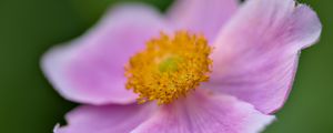 Preview wallpaper anemone, petals, flower, macro, spring, pink, pollen