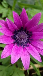 Preview wallpaper anemone, petals, flower, purple, macro