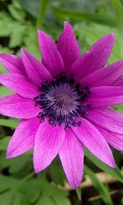 Preview wallpaper anemone, petals, flower, purple, macro